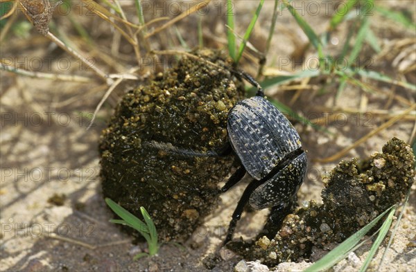 Dung Beetle