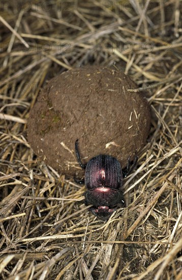 Dung beetle rolling dung ball