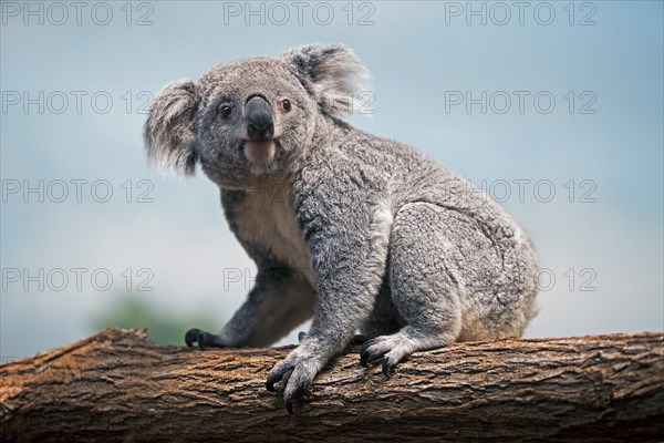 Koala