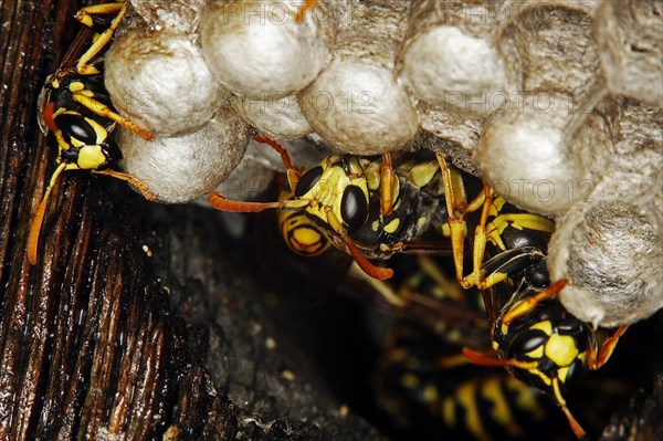 Common Wasp