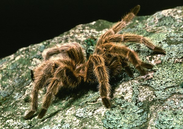 Chilean rosehair spider