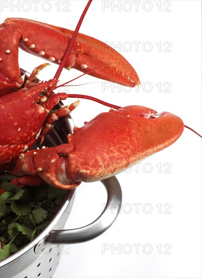 Boiled Lobster