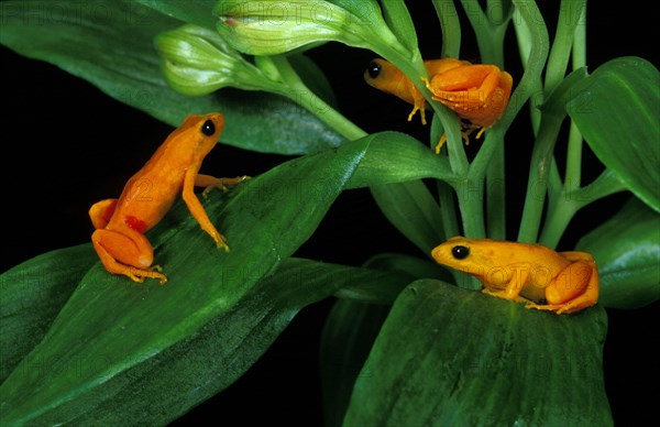 Golden mantella