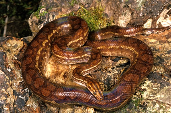 Rainbow boa