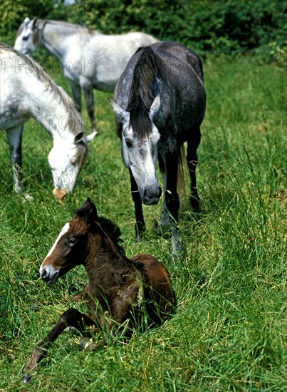 Lusitano horse