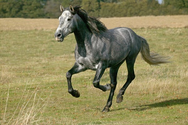 Lusitano Horse