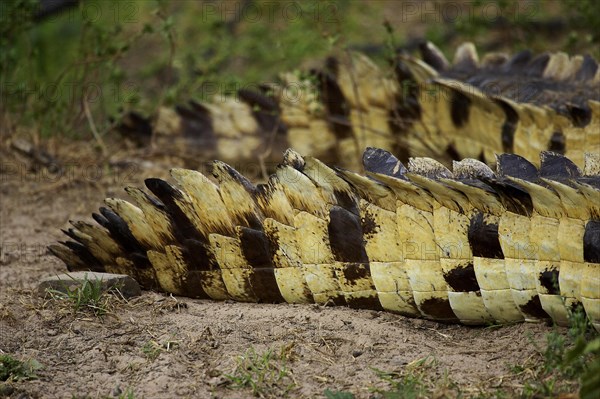 Orinoco Crocodile