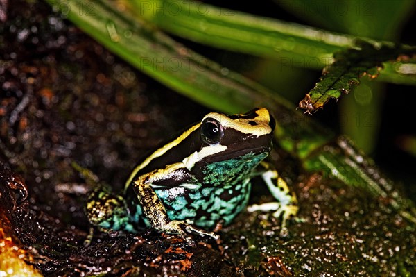 PLEASING POISON FROG epipedobates bassleri