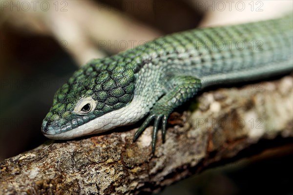 Alligator lizard