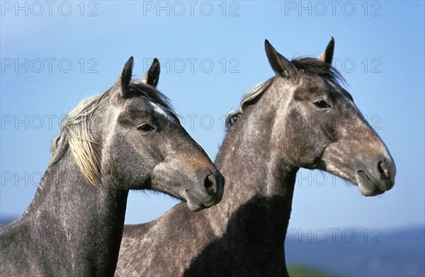 LIPIZZAN HORSE