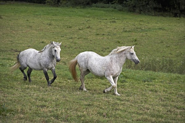 Connemara pony trotting through meadow