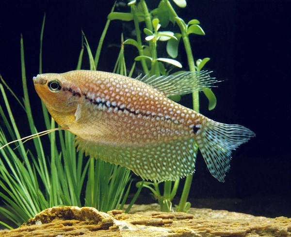 Mosaic gourami