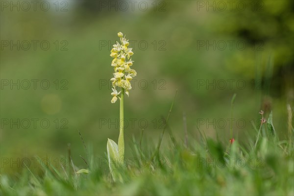 Pale pale orchid