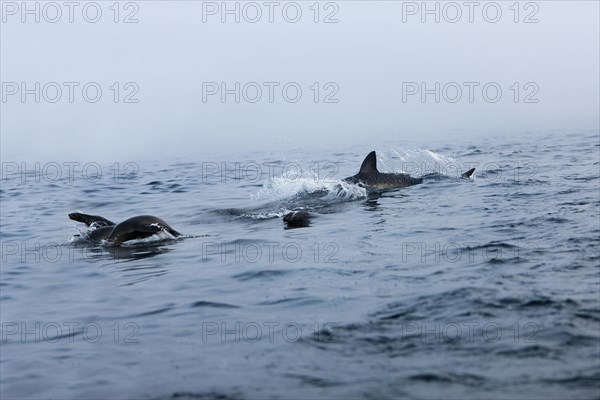 Great white shark