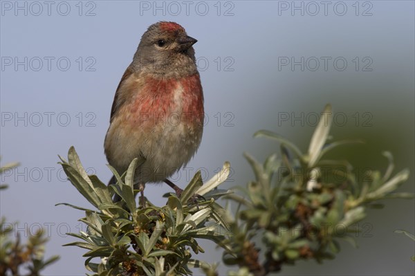 Linnet