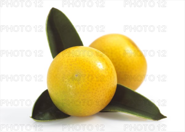 Kumquat