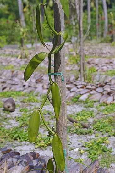 Vanilla plants