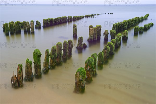 Algae-covered groynes in the early morning on the beach of Rantum