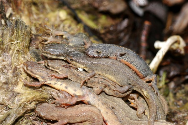 Great Crested Newt