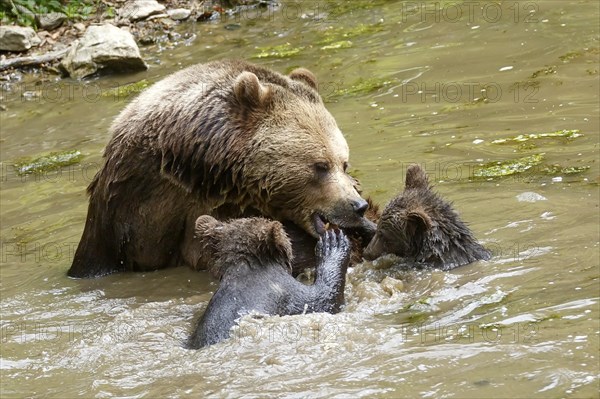 Brown bear