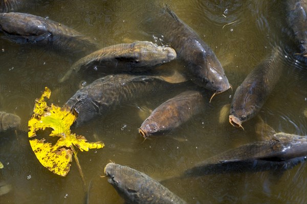 Shoal of Common carp