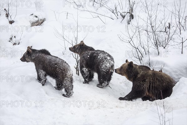 Female and two 1-year-old brown bear cubs