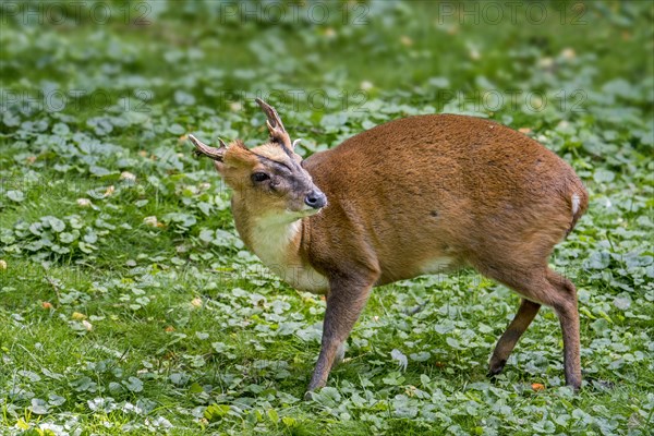 Reeves's Chinese muntjac