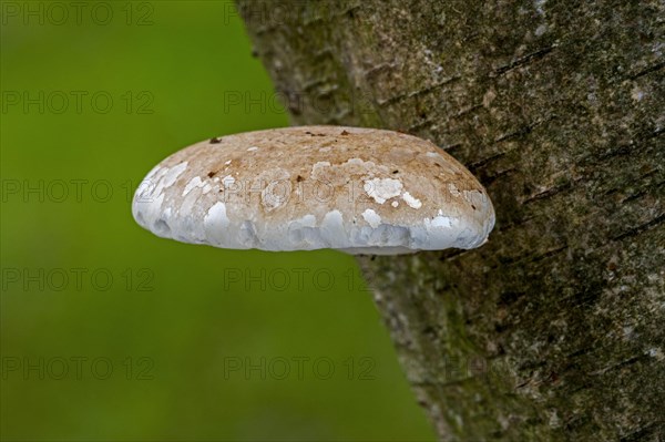 Young fruiting body