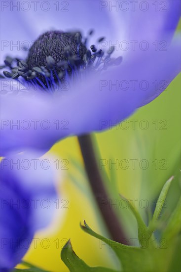 Poppy anemone