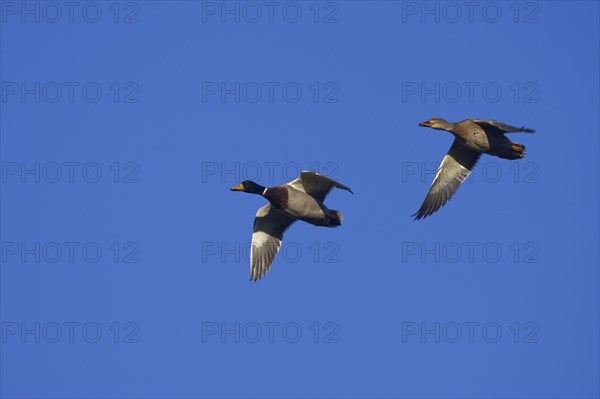 Pair of Mallards