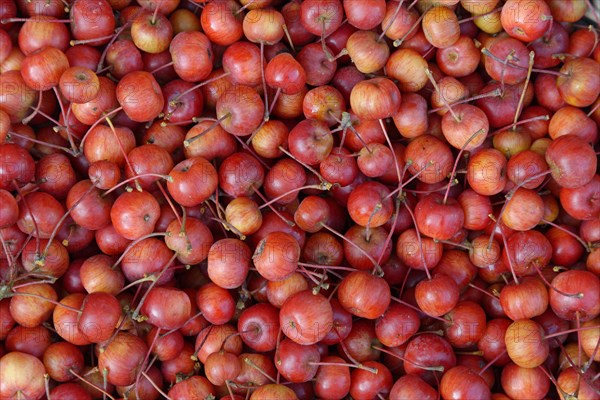 Fruits of the European crab apple