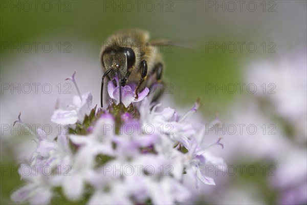 Honey bee