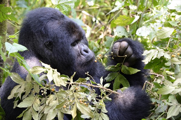 Portrait of a male silverback mountain gorilla