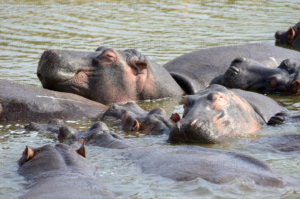 Hippopotamus