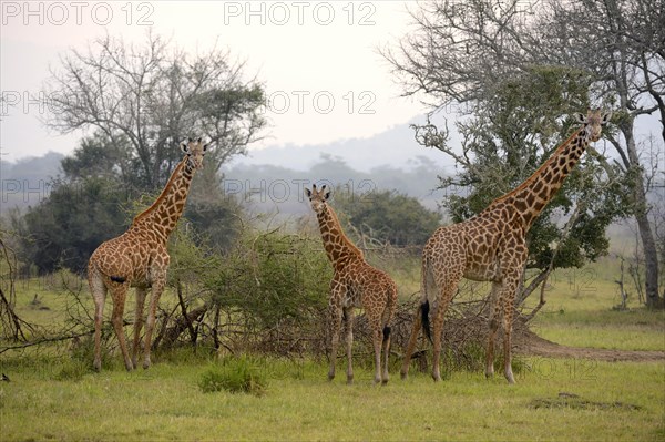 Masai giraffe