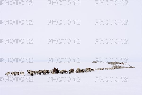 Nenets shepherds on their spring migration in the tundra with a sledge pulled by Reindeer