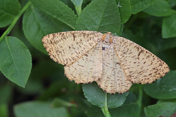 Blackthorn moth