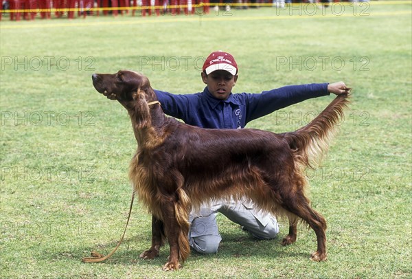 Irish Setter