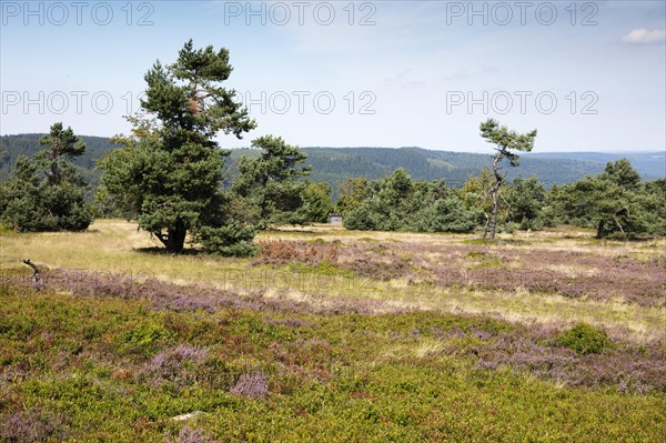 Flowering high heath