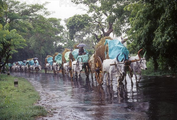 Bullock carts on rainy day