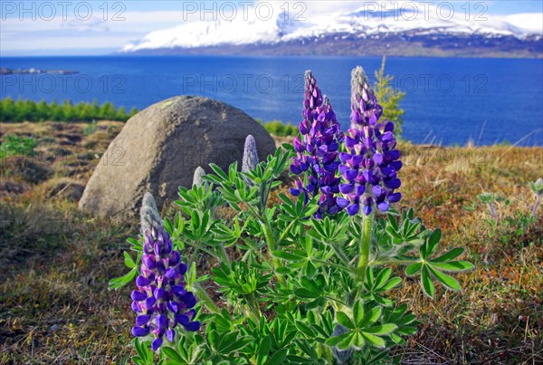 Flowering lupines at Eyjafjoerour