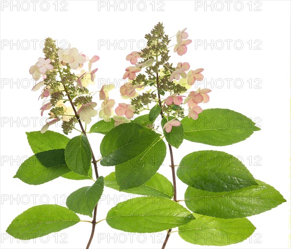 Panicle hydrangea