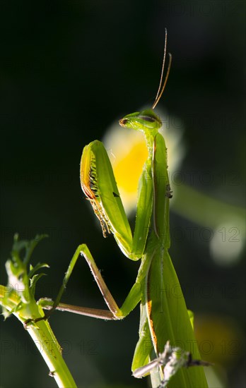 European mantis