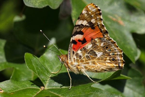 Painted lady