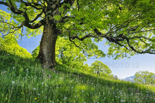 Sycamore maple in mountain spring near Ennetbuehl in Toggenburg