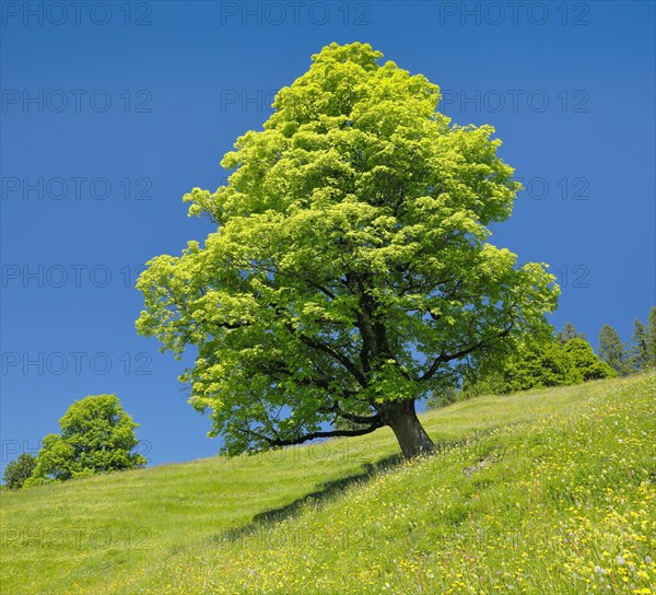 Freisthender sycamore maple in the middle of a mountain spring meadow