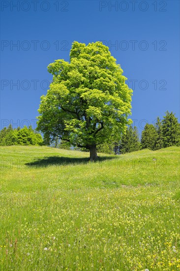 Freisthender sycamore maple in the middle of a mountain spring meadow