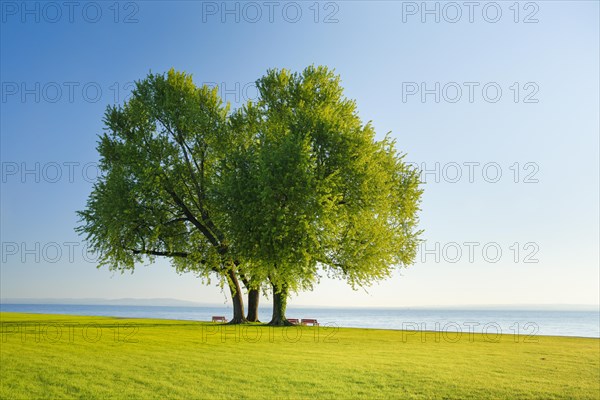 Benches under a large silver maple tree on the shore of Lake Constance near Arbon in Thurgau