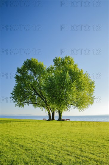 Benches under a large silver maple tree on the shore of Lake Constance near Arbon in Thurgau