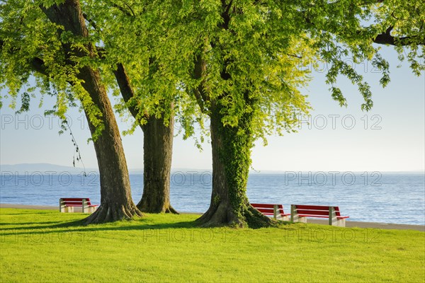 Benches under a large silver maple tree on the shore of Lake Constance near Arbon in Thurgau